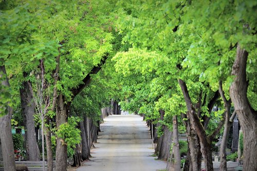 walking road  trees  spring