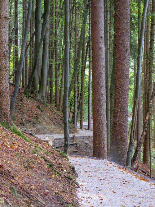walkway winding forest