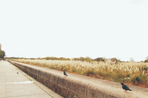 walkway path pigeons