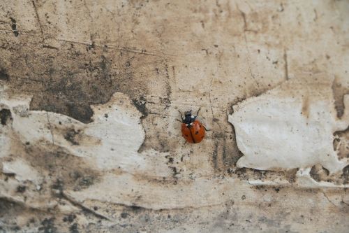 wall insect ladybird
