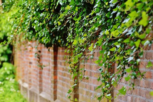 wall climbing plants ivy