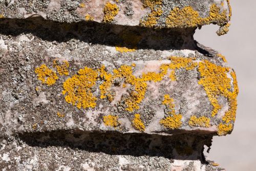 wall detail lichen