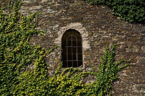 wall stone wall vine