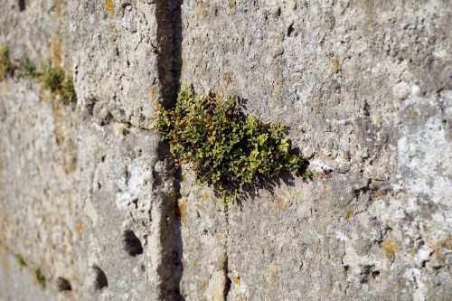 wall plant stones