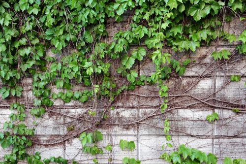 wall nature vine