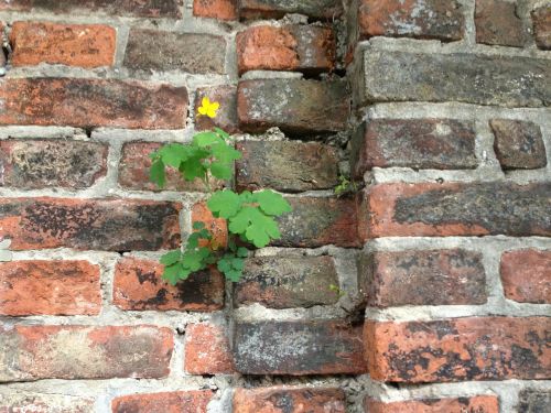 wall live plant