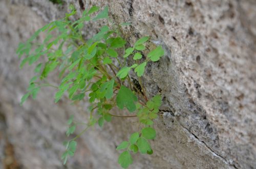 wall plant nature