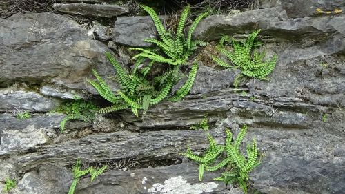 wall ferns growth