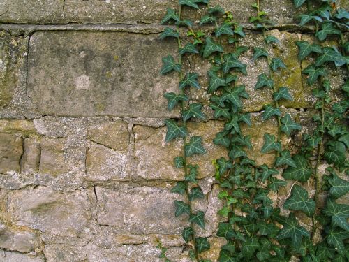 wall ivy background