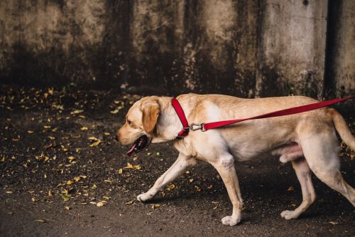 wall outdoor dog