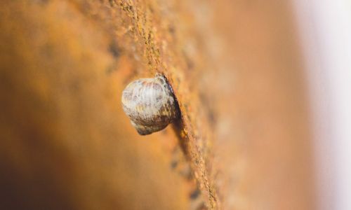 wall blur snail