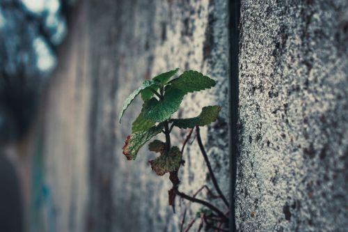 wall blur green