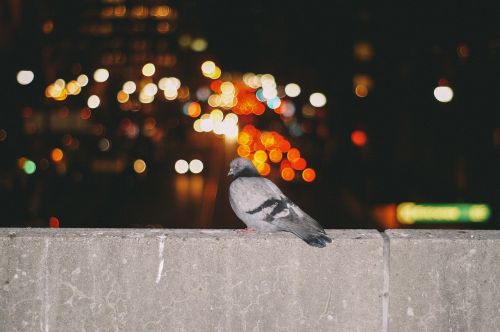 wall bird dove