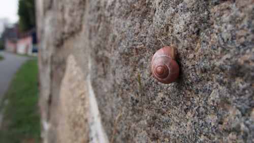 wall snail nature