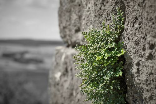 wall green castle