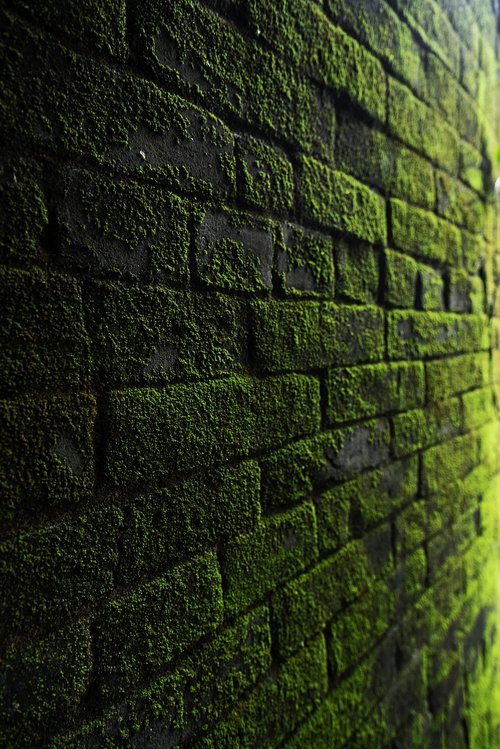 wall  moss  texture