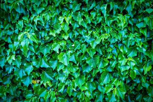 wall  green  leaves