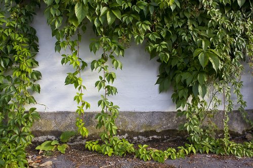 wall  ivy  foliage