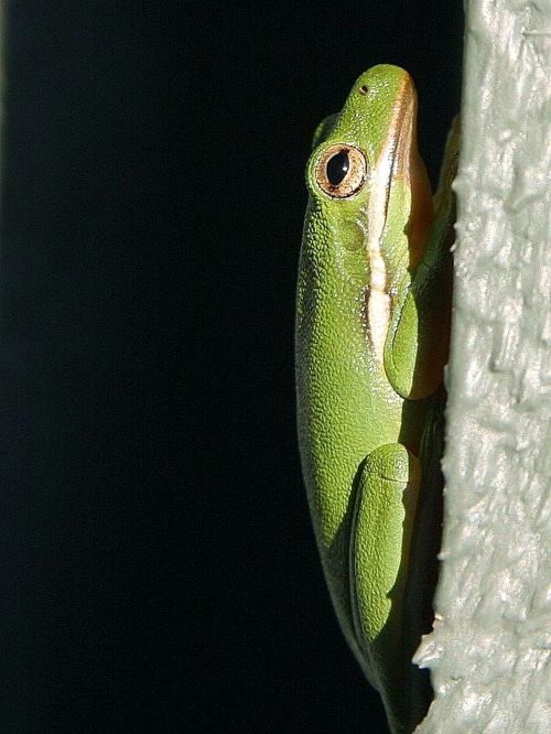 wall green amphibian