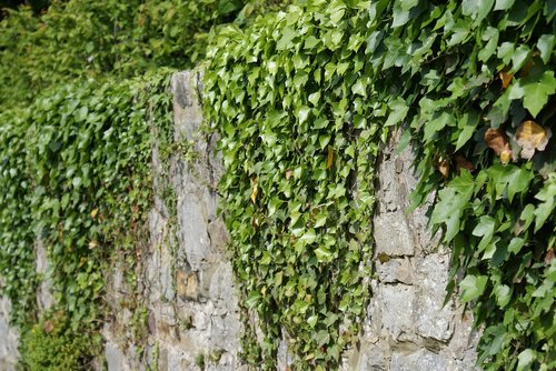 wall  stones  ivy