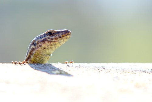 wall  lizard  reptile