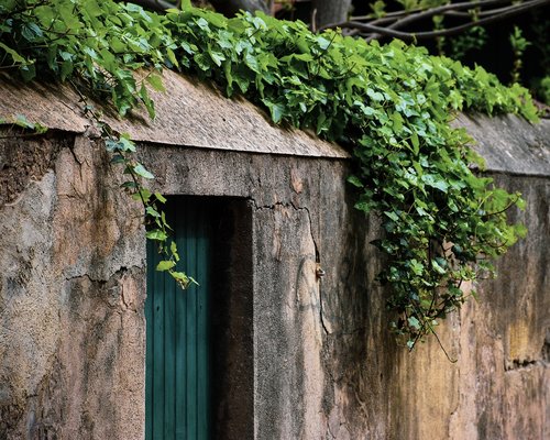 wall  exterior  greenery