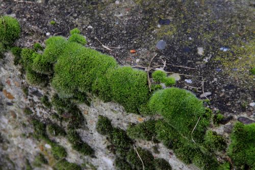 wall moss green