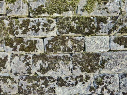 wall stone moss