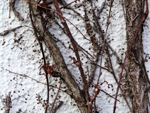 wall bush tree