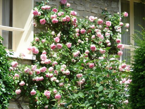 wall roses flowers