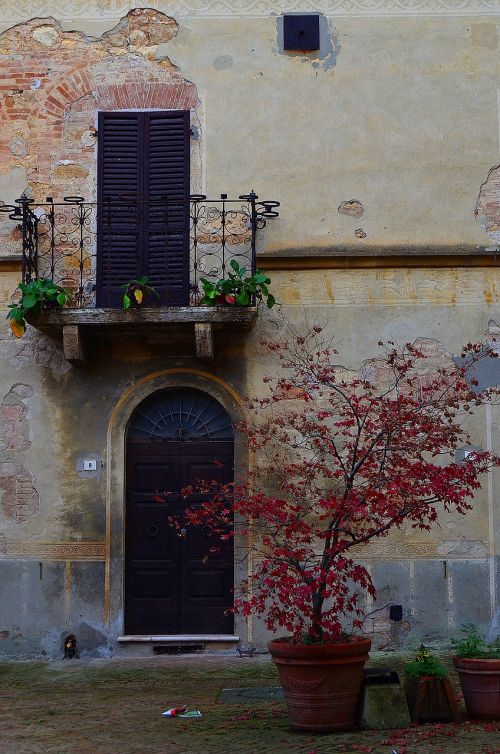 wall plant balcony