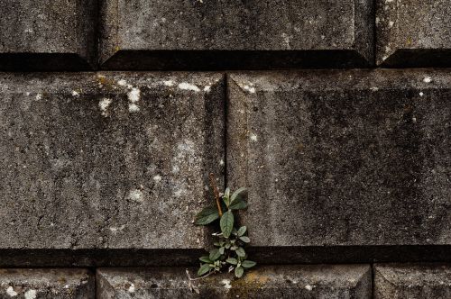 wall musten plant