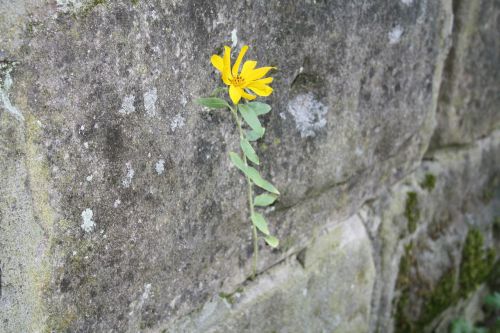 wall flower stones