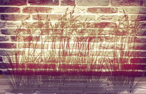 wall grass silhouette