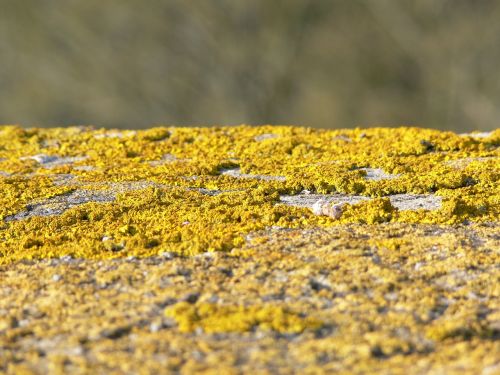 wall lichen yellow