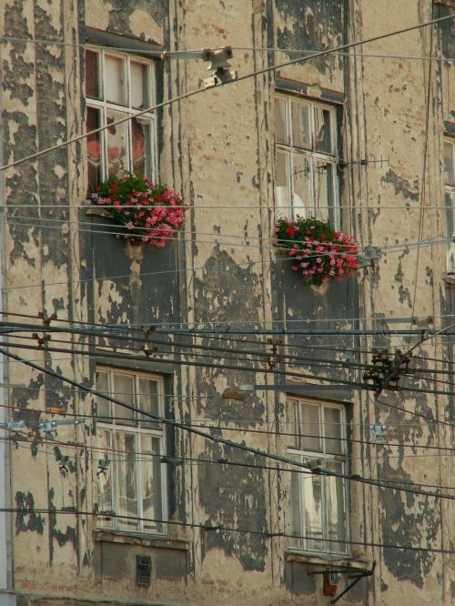 wall windows flowers