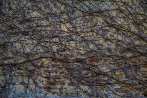 Wall And Dry Ivy