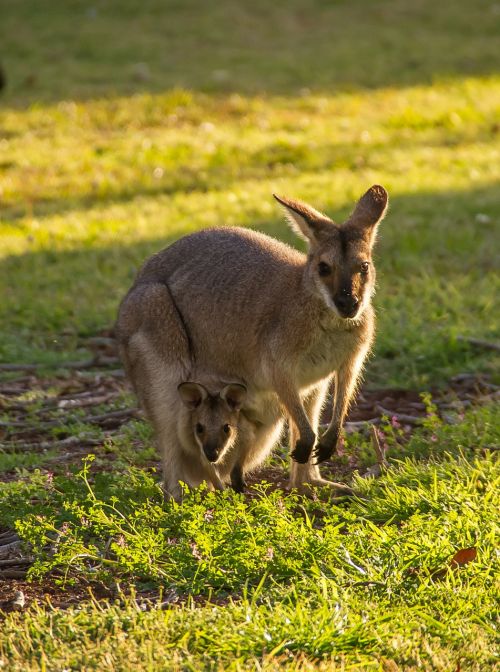 wallabies red-necked wallaby joey