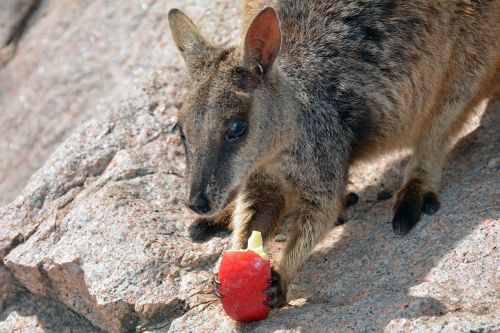 wallaby kangaroo rock wallaby