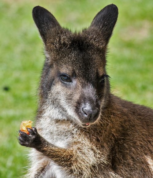 wallaby zoo kangaroo