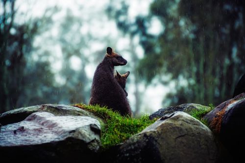wallaby kangaroo raining