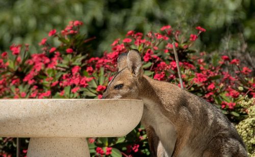 wallaby rednecked wallaby female