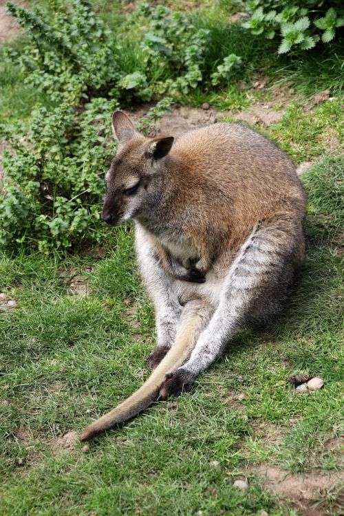 wallaby kangaroo animal