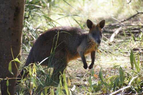 wallaby australia kangaroo
