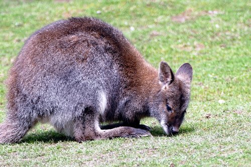 wallaby  animal  wildlife