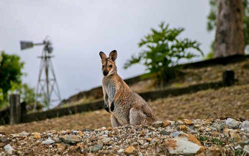 wallaby  rednecked wallaby  australia