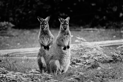 wallaby  animal  mammal