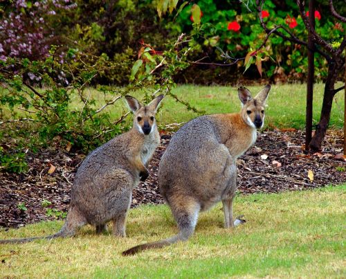 wallaby marsupial animal