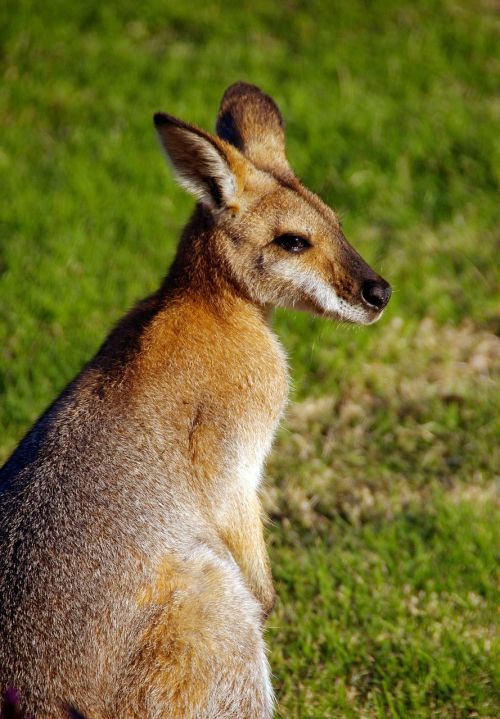 wallaby rednecked wallaby australia