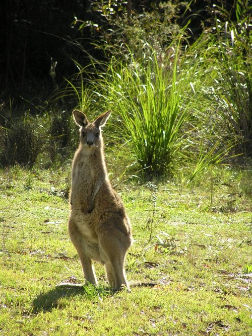 wallaby kangaroo east coast wallaby